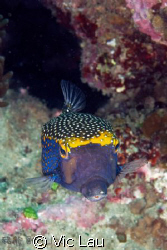 cutie box fish by Vic Lau 